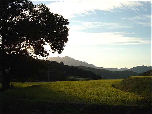 마을 앞 둥구나무 저만치 계룡산에서 아침해가 솟아 오릅니다. 